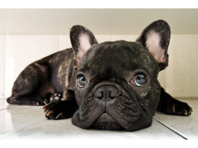 What Does A French Bulldog Puppy Need Its First Days In a New Home?