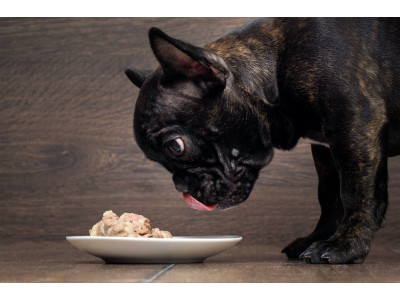 Feeding Your French Bulldog 