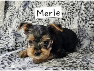 Merle