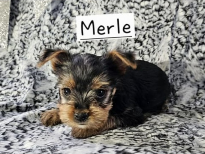 Merle