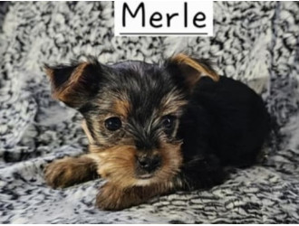 Merle