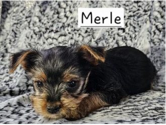 Merle